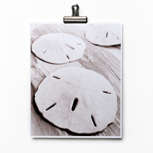 Sand dollar photo prints. Nautical decor beach house wall art. Coastal black and white sepia tone shell prints by mike smith photo.